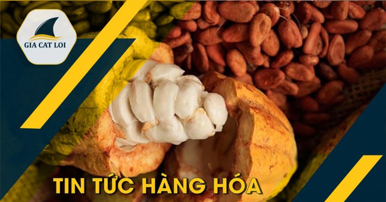 Bản tin ca cao ngày 30/12/2021