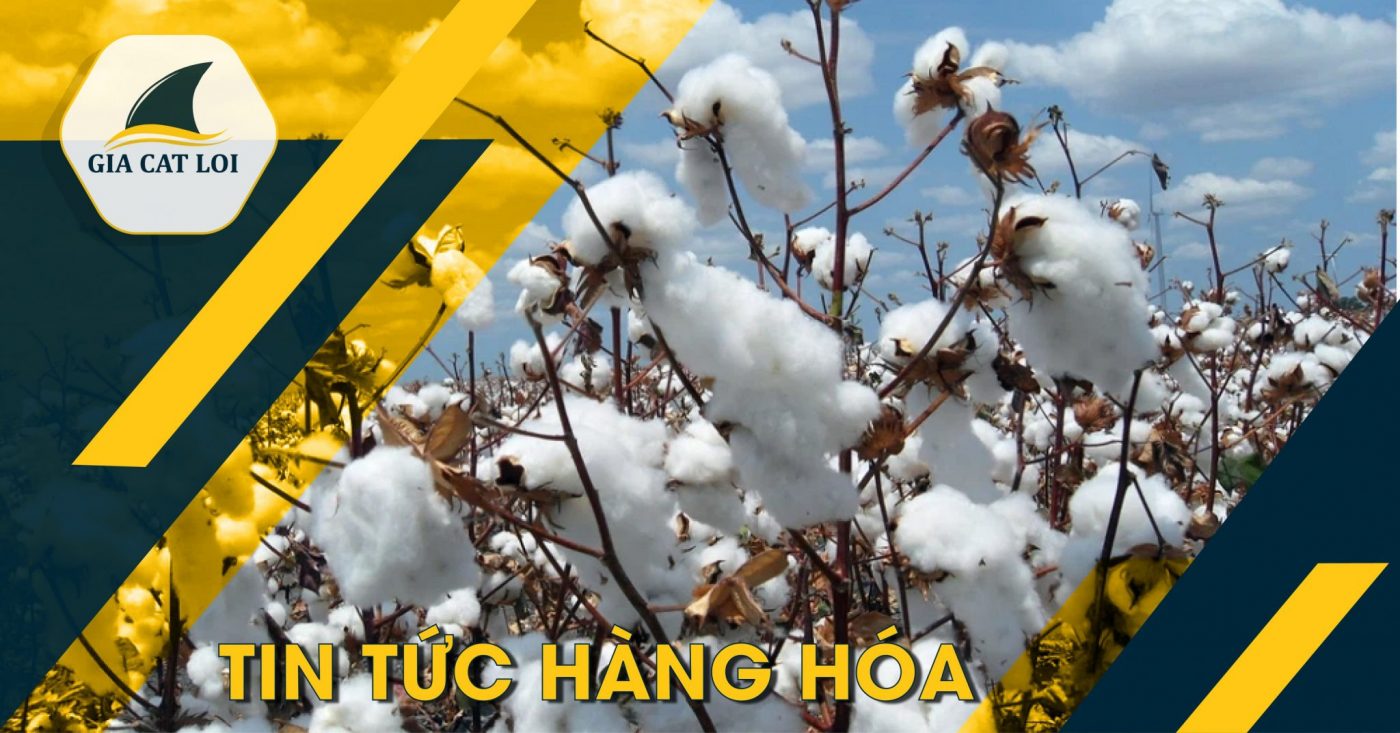 Bản tin bông ngày 10/01/2022