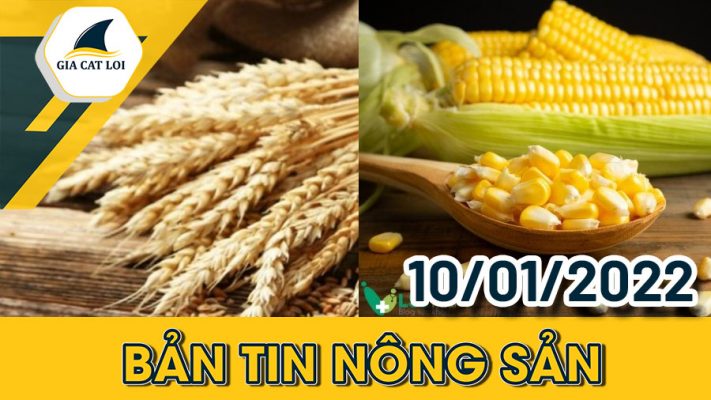 Bản tin nông sản ngày 10/01/2022