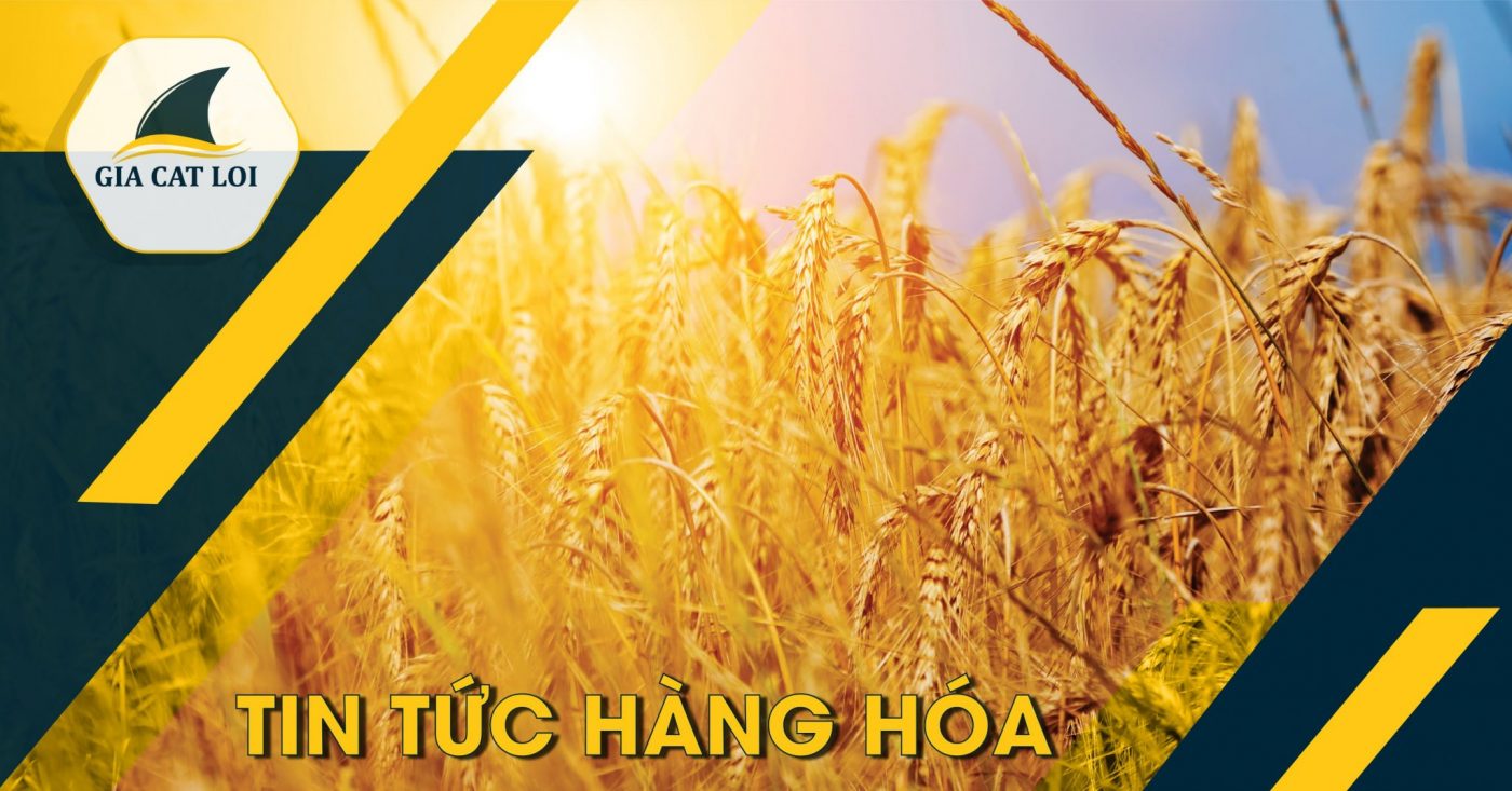 Thị Trường Lúa Mỳ 22/02/2022