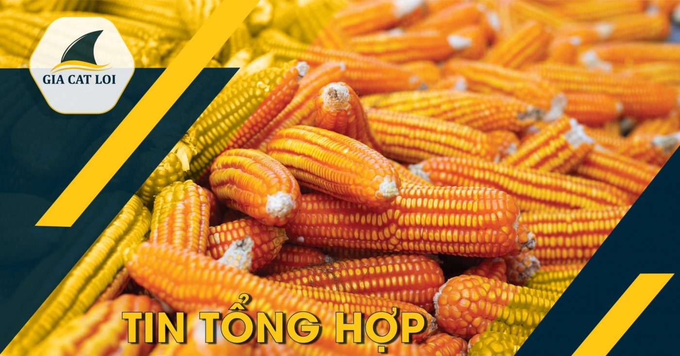 Phân Tích Sản Phẩm Ngô Ngày 18/04/2022
